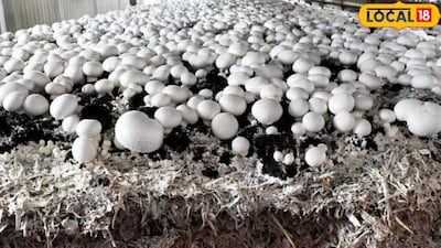 बटन मशरूम उत्पादन की सफलता के लिए कंपोस्ट की गुणवत्ता बेहद महत्वपूर्ण है. कंपोस्ट बनाने के लिए साफ और अच्छी गुणवत्ता वाले भूसे का इस्तेमाल करना चाहिए. भूसा सड़ा-गला नहीं होना चाहिए. कंपोस्ट का ढेर पर्याप्त मात्रा में होना भी जरूरी है क्योंकि कम मात्रा में ढेर होने पर जरूरी तापमान नहीं बन पाता और डीकंपोजिशन की प्रक्रिया प्रभावित हो सकती है.