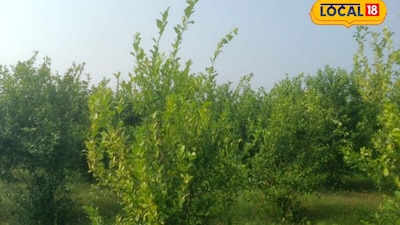 मनरेगा की बागवानी योजना बनी वरदान