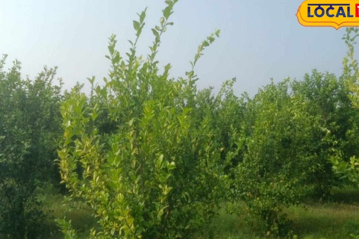 मनरेगा की बागवानी योजना बनी वरदान, पौधा खाद सिंचाई सब दे रही सरकार
