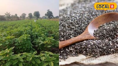 अपनी सफलता के बाद मजबूत सिंह आसपास के गांवों में किसानों को चिया सीड, जैविक और प्राकृतिक खेती अपनाने के लिए प्रेरित कर रहे हैं. उनका कहना है कि सही तकनीक और विभागीय मार्गदर्शन से सीमित संसाधनों में भी खेती को लाभ का व्यवसाय बनाया जा सकता है.