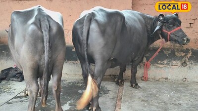 योजना के लिए इच्छुक व्यक्ति अपने नजदीकी पशु चिकित्सा कार्यालय में संपर्क कर सकते हैं. वहां योजना की पात्रता, आवेदन प्रक्रिया और जरूरी दस्तावेजों की जानकारी लेकर आवेदन किया जा सकता है. आवेदन के साथ पहचान संबंधी दस्तावेजों सहित विभाग द्वारा मांगे गए कागजात जमा करने होते हैं. खंडवा सहित मध्य प्रदेश के अलग-अलग क्षेत्रों में पशुपालन से जुड़े किसान और युवा ऐसी योजनाओं का लाभ लेकर डेयरी यूनिट शुरू कर रहे हैं. जिले में भी कई लाभार्थियों को योजना का फायदा मिलने की बात सामने आई है.