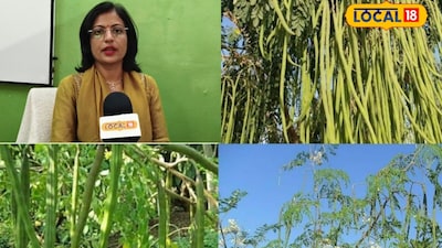 महिलाओं, किशोरियों और बच्चों को पोषण उपलब्ध कराने के साथ हर आंगनबाड़ी क्षेत्र में मुनगा के पौधे लगाने पर जोर दिया जा रहा है. वहीं रायपुर जिले में मुख्यमंत्री विष्णुदेव साय के निर्देश पर एक ही दिन में 50000 मुनगा पौधे लगाने का महाअभियान चलाया गया. पौधों के रोपण और संरक्षण की निगरानी के लिए डिजिटल डैशबोर्ड भी तैयार किया गया है.