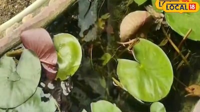 घर के गार्डन को दें नेचुरल लुक