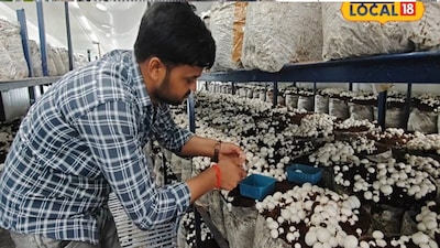 उपेंद्र ने लोकल 18 से बताया कि एग्रीकल्चर से बैचलर की पढ़ाई पूरी करने के बाद वह घर वापस लौट आए. वर्ष 2019 की आखिरी तक Covid-19 की शुरुवात होने के साथ उनके बाहर जाकर काम करने का सपना टूट गया. इस दौरान उन्होंने घर पर ही रहकर खुद का कारोबार शुरू करने का विचार किया और फिर मशरूम उत्पादन में लग गए.
