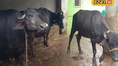  मुर्रा भैंस