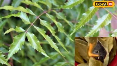 अगर घर में मच्छरों की संख्या ज्यादा है तो मच्छरदानी, खिड़की-दरवाजों पर जाली, इलेक्ट्रिक रिपेलेंट या बाजार में उपलब्ध मच्छर भगाने वाले उत्पादों का इस्तेमाल भी किया जा सकता है. बाहर निकलते समय पूरी आस्तीन के कपड़े पहनने से शरीर के खुले हिस्से कम रहते हैं और मच्छर के काटने का खतरा घट सकता है.घरेलू उपाय किए जा सकते हैं, लेकिन इन पर पूरी तरह निर्भर रहना ठीक नहीं है. घर के आसपास सफाई, रुके पानी को हटाना और जरूरत के अनुसार प्रमाणित मच्छर नियंत्रण उपाय अपनाना ही सबसे जरूरी है.