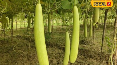 एक खेत में 6 सब्जियां