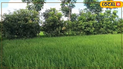 कृषि विशेषज्ञों का भी कहना है कि मेड़ पर फलदार और इमारती लकड़ी के पेड़ लगाना बहुत समझदारी भरा कदम है. इससे किसानों की जेब तो मजबूत होती ही है, साथ ही पर्यावरण का संरक्षण भी होता है. मिथिलांचल के अन्य किसान भी अब तेजी से इस मॉडल को अपना रहे हैं.