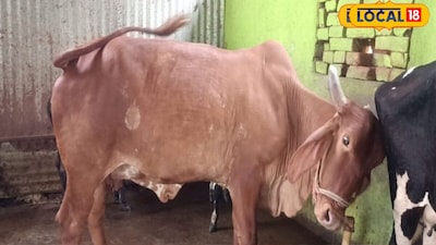 ऐसे में 2 गाय से महीने की कम से कम 18000 रुपए तक कमाई हो रही है. इतना ही नहीं, अगर आप इस नस्ल के गाय का दूध को बाजार में बेचते हैं तो 80 रुपए प्रति लीटर तक बिकता है. ऐसे में 20 लीटर भी बिक गया तो 1600 रुपए तक एक दिन की कमाई हो सकती है.