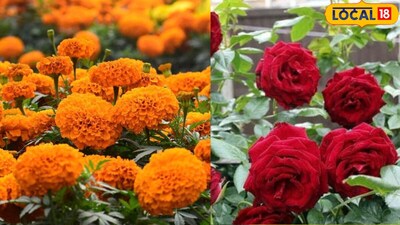 किसान चेतराम बताते हैं कि जहां पहले उन्हें सालभर में पूरी खेती से लाख रुपए की कमाई नहीं होती थी वहीं 3 बीघा में फूलों की खेती से 3 लाख रुपए का ग्रॉस प्रॉफिट होता है. वहीं सालभर में 2 लाख रुपए नेट प्रॉफिट होता है. अपने नजदीक नौगांव शहर के मार्केट में ही 80 से 120 रुपए किलो फूल बेच लेते हैं. फूलों को बेचकर हर दिन ही कमाई होती है.