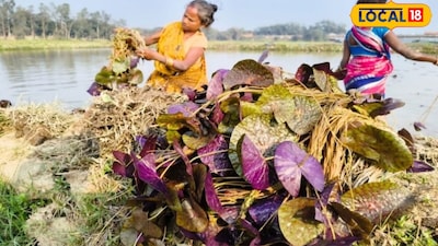 आलू वाले खेत में होता है बंपर मखाना,