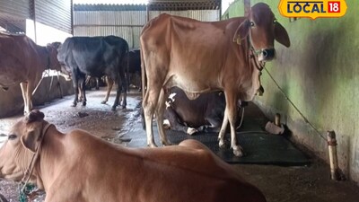 साहिवाल में यह क्वालिटी है कि वह तब तक दूध देगी जब तक आप छोड़ नहीं देंगे. लेकिन गीर गाय में गाभिन होने के बाद अचानक से दूध लेकर भाग जाती है. इसलिए अगर आप फार्मिंग करना चाहते हैं तो साहिवाल आपके लिए सबसे बेस्ट गाय हो सकती है. इसे निरोग गाय भी माना जाता है. लेकिन अगर मिक्स ब्रीड का करते हैं तो उससे अधिक फायदा होगा.