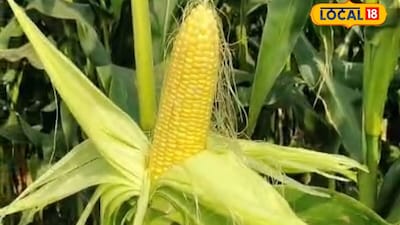 बंजर जमीन पर स्वीट कॉर्न बेबी कॉर्न लगाया,