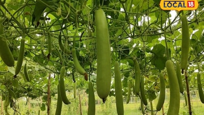 किसान सत्यनारायण यादव के अनुसार, उन्होंने अपने खेत में ‘वीएनआर सरिता’ वैरायटी की लौकी लगाई है. इस किस्म में बहुत अधिक फलन होता है. छपरा के किसान लौकी की खेती के लिए मुख्य रूप से तीन वैरायटी चुनते हैं: