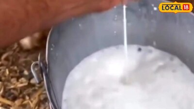 डॉ. प्रभात कुमार ने बताया कि बकरी का दूध कई इलाकों में आसानी से उपलब्ध हो जाता है. उन्होंने इसके सेवन का तरीका बताते हुए कहा कि अस्थमा से पीड़ित व्यक्ति सुबह और शाम एक एक कप बकरी का दूध गर्म करके सेवन करें. उन्होंने 90 दिनों तक नियमित रूप से इसका सेवन करने की सलाह दी है.
