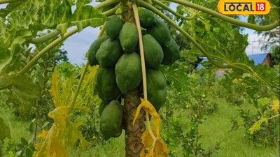 पपीता के इस किस्म की करें खेती