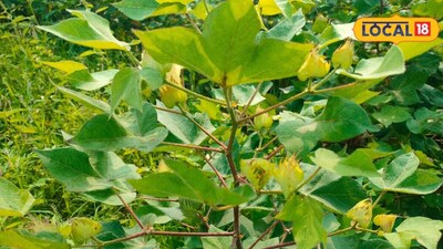 Farmers to Become Crop Doctors: Identify Nutrient Deficiencies by Plant Signals.
