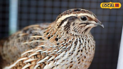 Profitable Business Idea: Start Quail Farming in Small Space and Earn Big