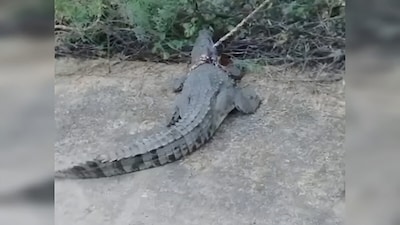 भिंड में मगरमच्छ को रस्सी से बांधा. 