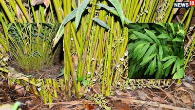 How to Easily Grow Cardamom in a Pot at Home with Expert Tips