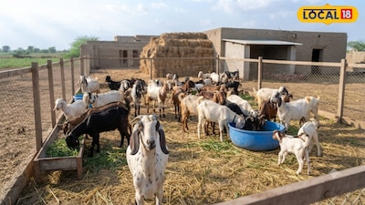 How to Increase Goat Weight and Boost Farming Profits Effectively