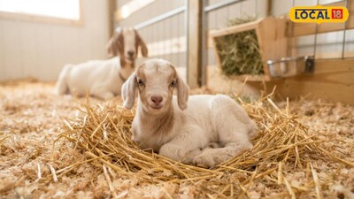 Goat Health Alert: Doctor Advises Precautions for Changing Weather to Prevent Illness.