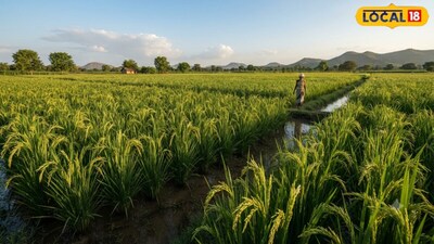 Paddy Farming: Avoid This Mistake During Grain Filling to Save Your Crop from Falling