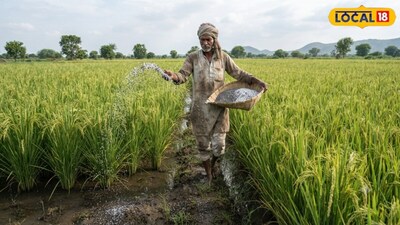 Paddy Farming: Excess Water in Fields Causes Rot and Blight, Experts Share Prevention Tips