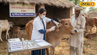 Lumpy Threat in Meerut: 1.12 Lakh Cattle Vaccinated, Here's How to Protect Them