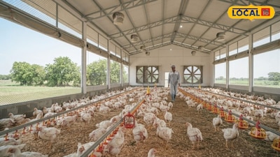 Poultry Farming Tips: Stop Losses and Protect Chickens With These 7 Easy Rules
