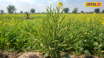 Boost Mustard Yield With These 5 Expert Recommended Varieties