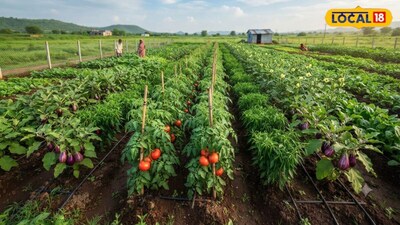 Farmers to get free plants and seeds with three-year subsidy