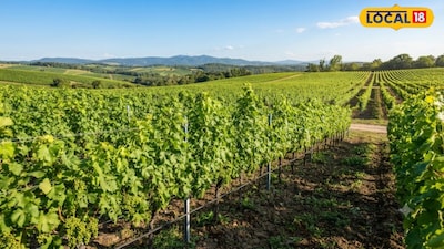 Angoor Farming Tips: Essential 5 Tasks for Grapevines After Monsoon
