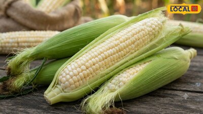 Farmers earn big profits with these two maize varieties