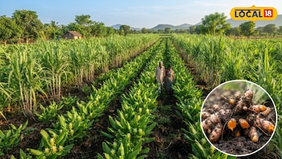 Native Turmeric Grown With Sugarcane Sells For Rs 500 Per Kilo