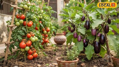 How to Grow Vegetables in Pots: Chitrakoot Farmer Shares Kitchen Garden Tips
