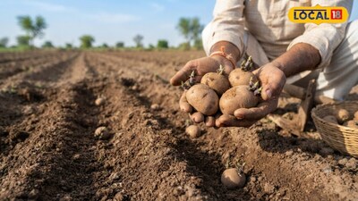 Potato Farming: Expert Reveals Secret Tips to Prepare Fields for High Yield