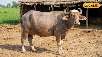 Boost Dairy Profits With Buffalo Farming: Essential Tips And Top Breeds To Know