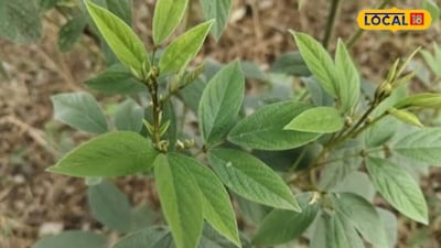 Pigeon Pea Pest Alert: Curled Leaves Signal Danger, Protect Your Crop Now!