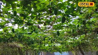 Gonda Farmer Premchand Maurya Transforms Income with Kundru Cultivation: 3 Years of Fruit, High Profits!
