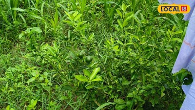 From ‘5 Rupee Plant’ to ‘4 Lakh Income’: Farmer Nathuram’s Organic Farming Success.
