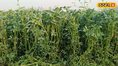 Don't Leave Fields Fallow After Paddy Harvest: Sow Berseem for Green Fodder.