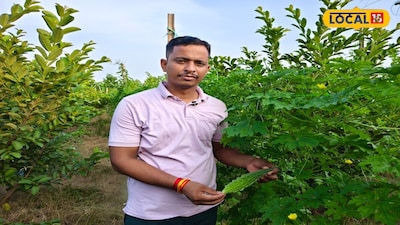 Gonda Farmer Grows Bitter Gourd in Guava Orchard, Doubles Income from Same Field.