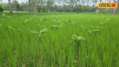 Bahraich Farmer Grows Banana and Paddy Without Fertilizers or Pesticides