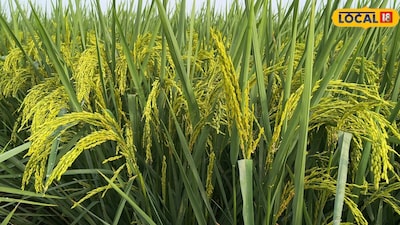 Protect Paddy Crop From False Smut Disease With These Expert Tips