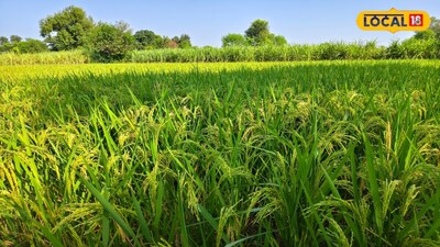 Gonda Farmer Adopts Fast-Maturing Paddy Variety, Clears Fields Quickly for Next Crop.