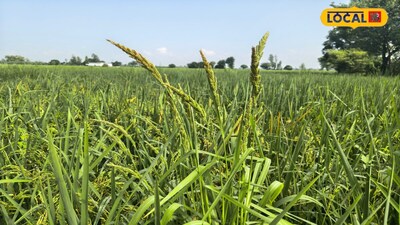 Protect Your Paddy Crops From Weeds With These Essential Tips