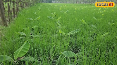 Bahraich Farmer Earns Lakhs Using Intercropping for Three Crops