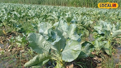 Cauliflower Farming Tips: Essential nursery care for a bumper harvest