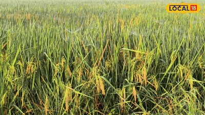 Protect Paddy Crop From Brown Planthopper And Hopper Burn